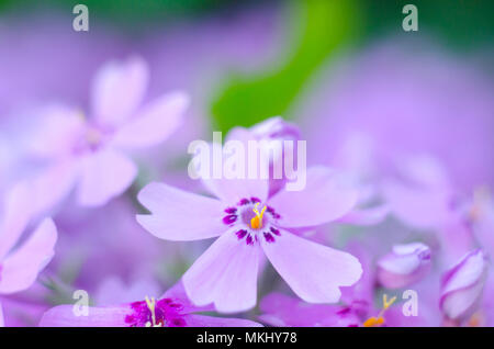 Lila creepeing Phlox subulata Blumen. Natürliche Hintergrund Stockfoto