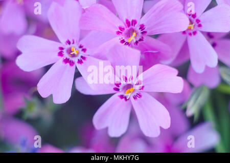 Lila creepeing Phlox subulata Blumen. Natürliche Hintergrund Stockfoto