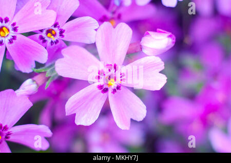 Lila creepeing Phlox subulata Blumen. Natürliche Hintergrund Stockfoto