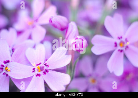 Lila creepeing Phlox subulata Blumen. Natürliche Hintergrund Stockfoto