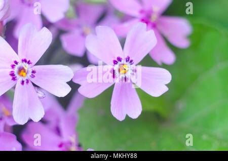 Lila creepeing Phlox subulata Blumen. Natürliche Hintergrund Stockfoto