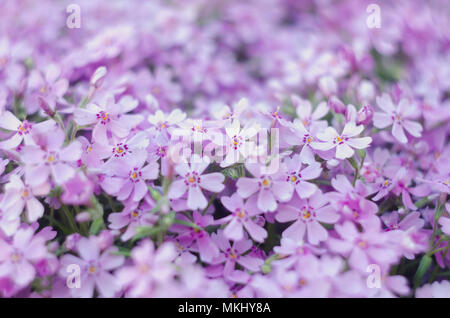 Lila creepeing Phlox subulata Blumen. Natürliche Hintergrund Stockfoto