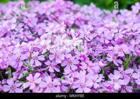 Lila creepeing Phlox subulata Blumen. Natürliche Hintergrund Stockfoto