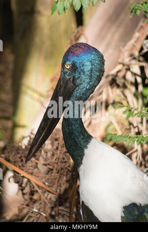 Frau Schwarz necked Stork, Australien Stockfoto