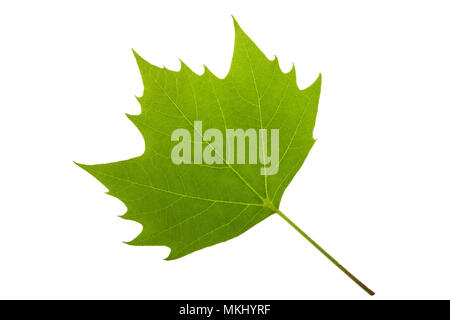 London Platane (Platanus acerifolia) Blatt Stockfoto