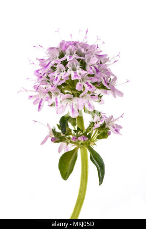 Bohnenkraut Blumen isoliert auf weißem Hintergrund Stockfoto