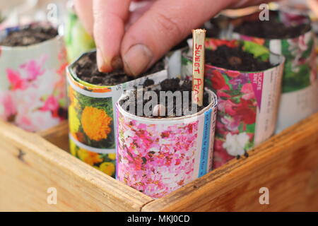 Lathyrus Odoratus. Aussaat Sweet pea Samen in Recyclingpapier Töpfe mit einem Schnitt Zweig als Alternative zu Kunststoff im Gartenbau beschriftet, Großbritannien Stockfoto