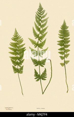 Crested Buckler Fern, Dryopteris cristata Stockfoto