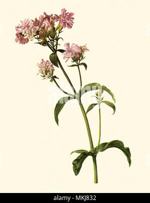 Doppel Soapwort, Saponaria officinalis Stockfoto