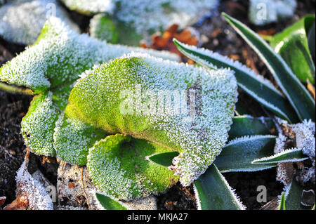 Nahaufnahme Detail von Raureif oder Strahlung frost Beschichtung ein grünes Blatt. Winzige Eiskristalle glitzern im Sonnenlicht, eine weiße Abstauben auf weichen Grün Stockfoto