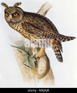 Long-Eared Eule, Asio Otus Stockfoto