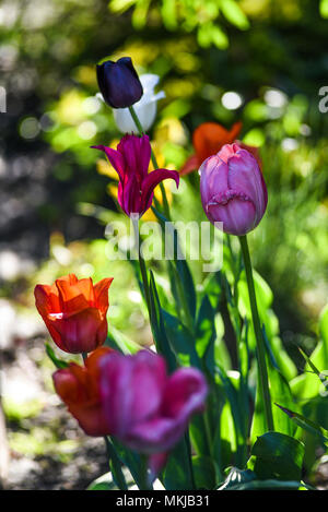 Tulpen blühen im Frühling Garten Stockfoto