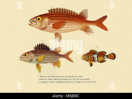 Drei Spined Fisch Stockfoto