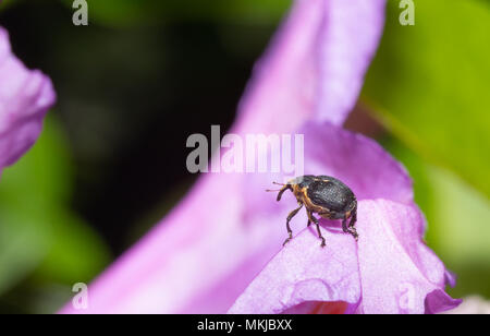 Makro Foto eines nosy Käfer auf einer Blume in einem Garten Stockfoto