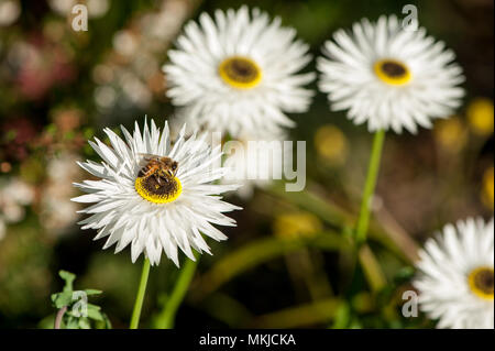 Weiß ewige Gänseblümchen (Coronidium elatum, oder 'kleine Krone'), in der Sonne. Nahaufnahme der Blüte mit einem Bee Pollen sammeln, auf unscharfen Hintergrund Stockfoto