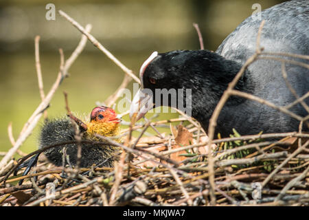 London, Großbritannien. 8. Mai 2018. Ein erwachsener Blässhuhn Feeds ein vor kurzem geschlüpften Küken im Nest. Blässhühner sind kleine Wasservögel, die Mitglieder der Familie, der Indopazifischen Erdtauben. Sie bilden die Gattung Fulica, der Name, die lateinisch für "blässhuhn'. Quelle: David Rowe/Alamy leben Nachrichten Stockfoto