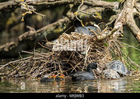 London, Großbritannien. 8. Mai, 2018. Ein erwachsener blässhühner bewegt sich auf zwei basking Dosenschildkröten vom Rand der it's Nest, während das Schwimmen mit zwei jungen Küken. Blässhühner sind kleine Wasservögel, die Mitglieder der Familie, der Indopazifischen Erdtauben. Sie bilden die Gattung Fulica, der Name, die lateinisch für "blässhuhn'. Quelle: David Rowe/Alamy leben Nachrichten Stockfoto