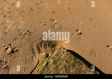 Strand Muster an Embleton Bay, Northumberland, Großbritannien. Stockfoto