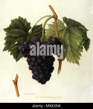 Schwarz Hamburgh Trauben Stockfoto