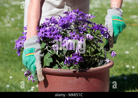 Eine ältere Dame, Bewässerung und Pflanzung Senecio Blume Pflanze im Frühjahr, die Vorbereitung ihren Garten bereit für den Sommer, May Bank Holiday, 2018 Stockfoto