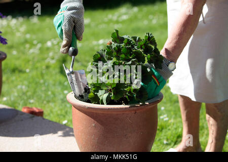 Eine ältere Dame, Bewässerung und Pflanzung Senecio Blume Pflanze im Frühjahr, die Vorbereitung ihren Garten bereit für den Sommer, May Bank Holiday, 2018 Stockfoto