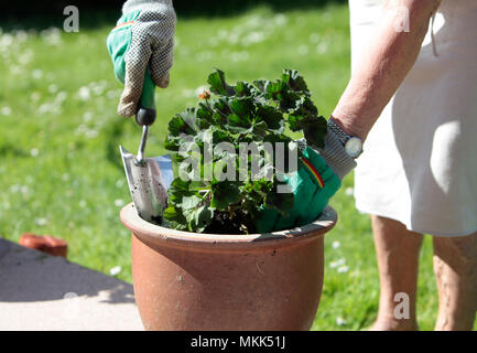 Eine ältere Dame, Bewässerung und Pflanzung Senecio Blume Pflanze im Frühjahr, die Vorbereitung ihren Garten bereit für den Sommer, May Bank Holiday, 2018 Stockfoto