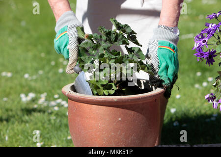 Eine ältere Dame, Bewässerung und Pflanzung Senecio Blume Pflanze im Frühjahr, die Vorbereitung ihren Garten bereit für den Sommer, May Bank Holiday, 2018 Stockfoto