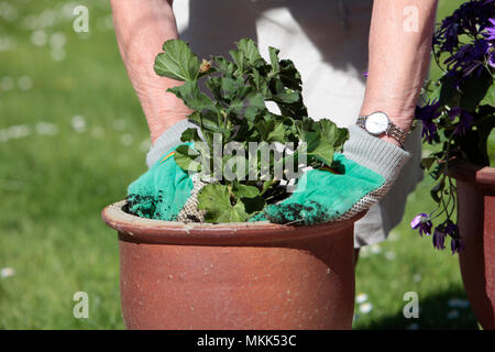 Eine ältere Dame, Bewässerung und Pflanzung Senecio Blume Pflanze im Frühjahr, die Vorbereitung ihren Garten bereit für den Sommer, May Bank Holiday, 2018 Stockfoto