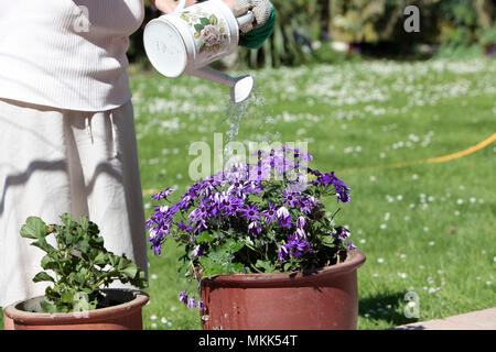 Eine ältere Dame, Bewässerung und Pflanzung Senecio Blume Pflanze im Frühjahr, die Vorbereitung ihren Garten bereit für den Sommer, May Bank Holiday, 2018 Stockfoto