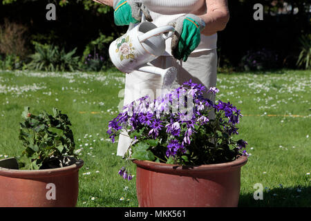 Eine ältere Dame, Bewässerung und Pflanzung Senecio Blume Pflanze im Frühjahr, die Vorbereitung ihren Garten bereit für den Sommer, May Bank Holiday, 2018 Stockfoto