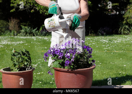 Eine ältere Dame, Bewässerung und Pflanzung Senecio Blume Pflanze im Frühjahr, die Vorbereitung ihren Garten bereit für den Sommer, May Bank Holiday, 2018 Stockfoto