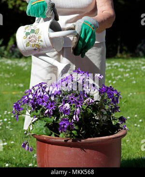 Eine ältere Dame, Bewässerung und Pflanzung Senecio Blume Pflanze im Frühjahr, die Vorbereitung ihren Garten bereit für den Sommer, May Bank Holiday, 2018 Stockfoto