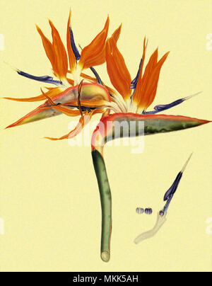 Bird of paradise flower Stockfoto