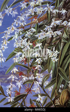 Die turon oder Taube Orchidee in Borneo Stockfoto