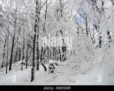 Bäume im Wald bedeckt mit Schnee Stockfoto