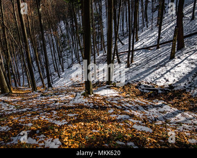 Wald im Frühling in Beskid Sadecki Stockfoto