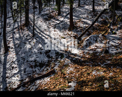 Wald im Frühling in Beskid Sadecki Stockfoto