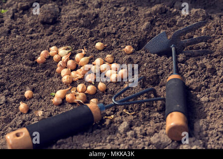 Zwiebel, die auf dem Boden mit Gartengeräten im Frühjahr sonnig Stockfoto