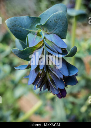 Nahaufnahme von einem einzigen flowerhead von Cerinthe major purpurescens Stockfoto