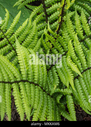 In der Nähe des frischen Frühling Laub auf den Farn Dryopteris wallichiana Stockfoto