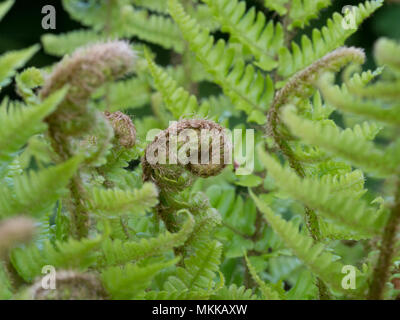 Nahaufnahme der Entfaltung neuer Feder Wachstum auf den Farn Dryopteris affinis Crispa Stockfoto