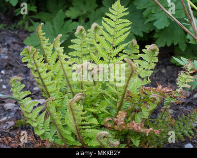 Die neue Feder Wachstum auf den Farn Dryopteris affinis Crispa Stockfoto