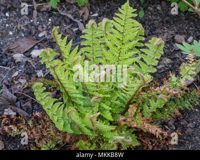 Die neue Feder Wachstum auf den Farn Dryopteris affinis Crispa Stockfoto