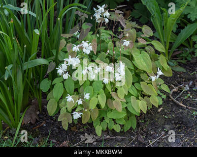 Ein Werk von Epimedium x youngianum Niveum in Blume an der Vorderseite einer Grenze Stockfoto