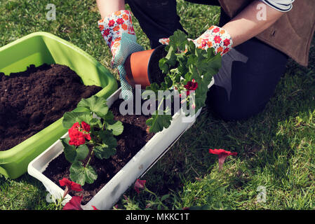 Womans Hände in Handschuhe Pflanzen rot Pelargonium Stockfoto