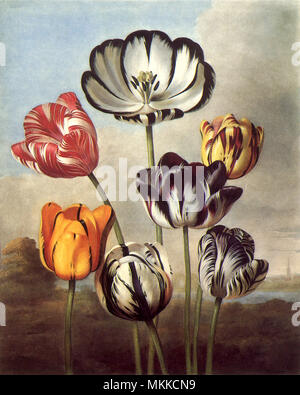 Tulpen, Tulipa spp. Stockfoto