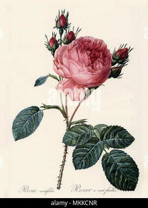 Rosa Centifolia Stockfoto