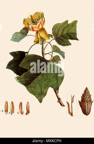 Tulpenbaum Liriodendron tulipifera, Stockfoto