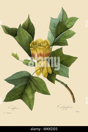 Liriodendron tulipifera Stockfoto