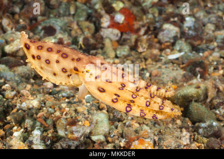 Die tropischen blau-beringte Krake, Hapalochiaena Lunulata, Philippinen. Stockfoto